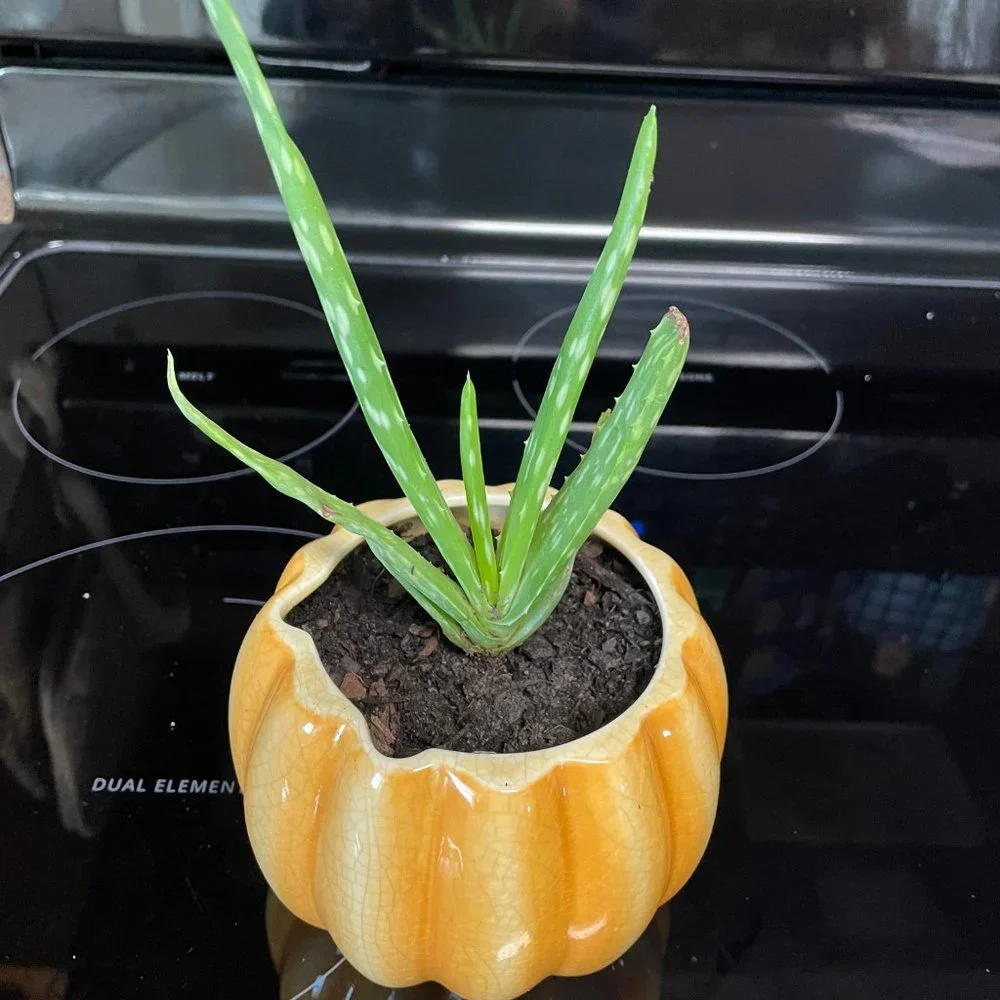 Orange Ceramic Pumpkin Planter